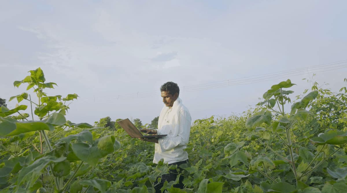 Farmer reviewing data on a laptop in a cotton field