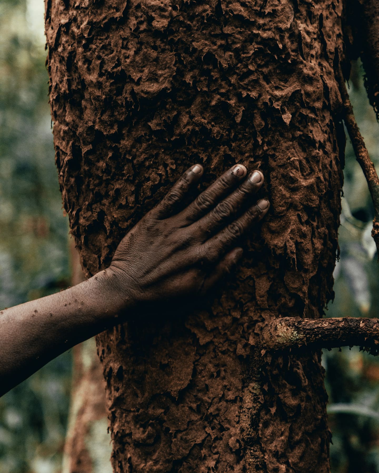 A hand pressed gently against the bark of a living tree