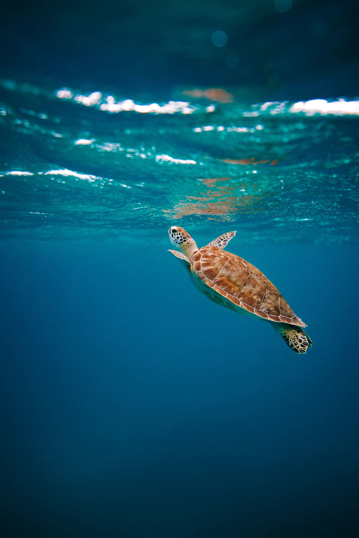 A sea turtle gliding gently through sunlit ocean water